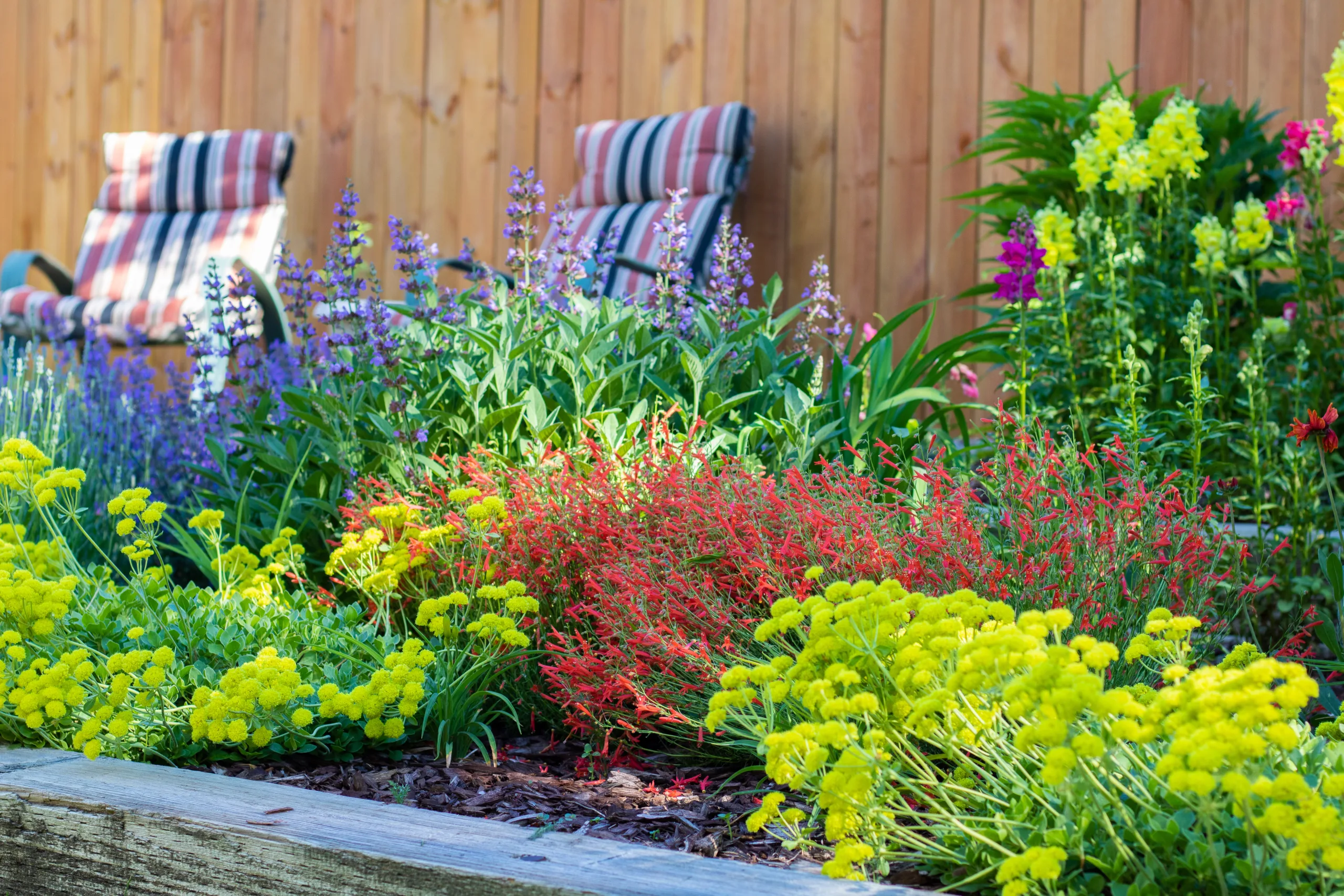 Colorful drought-tolerant plants in a raise garden bed in a sunny backyard with lawn chairs in the background