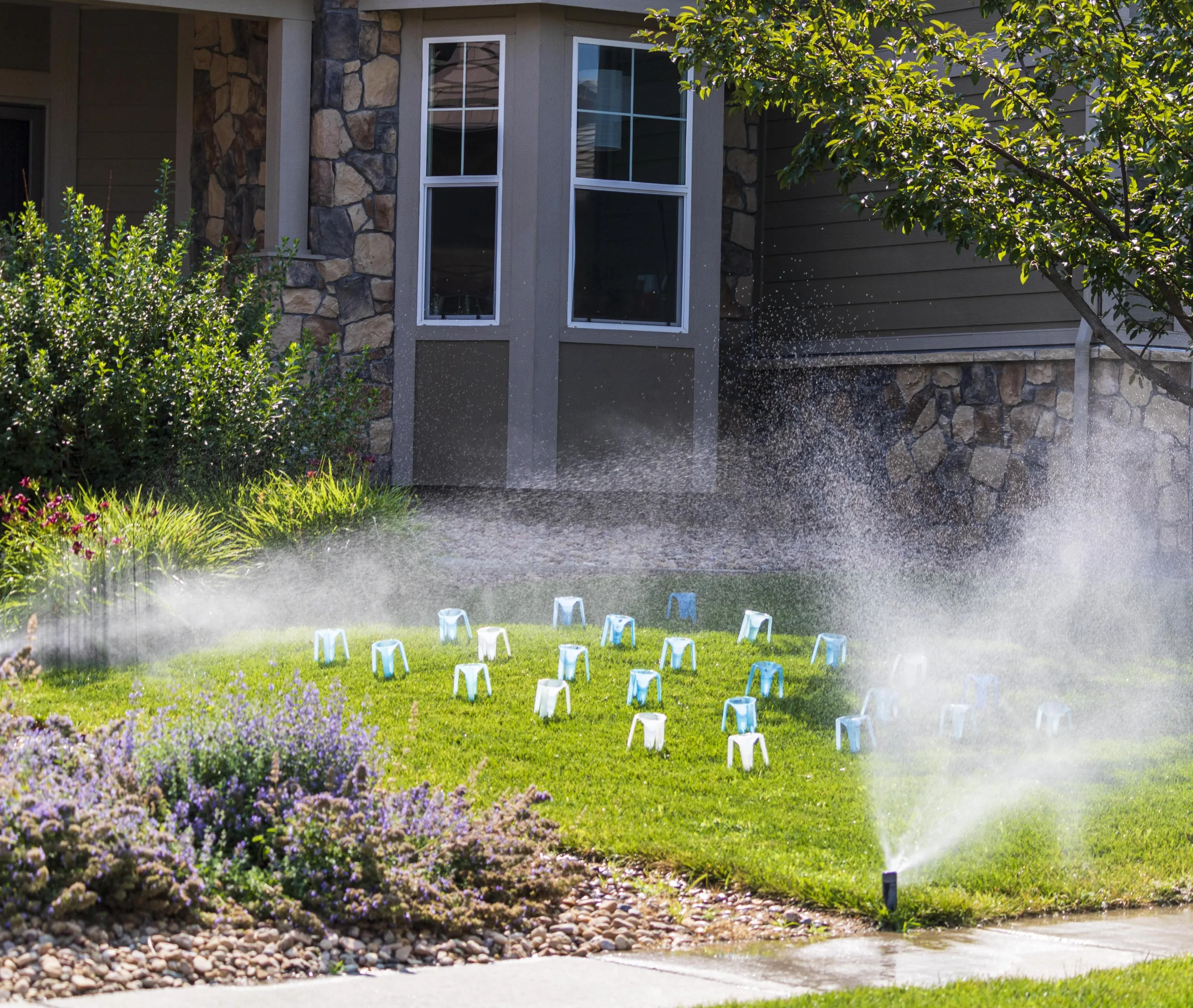 A sprinkler is spraying water on a lawn in front of a house. Collection cups are collecting water to measure how much water is used.